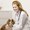 Vet Tech Schools Online Vet Tech Schools Online- Online Vet Tech Schools- Online Animal Care Certificates